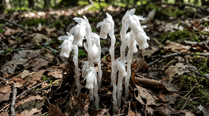 Ghost Pipe